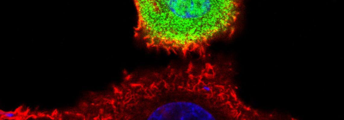 Molecular oncology